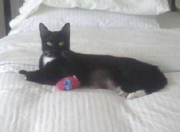 Wilma the Tuxedo