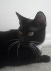 Wilma the Tuxedo