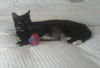 Wilma the Tuxedo