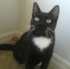 Wilma the Tuxedo
