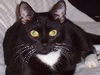 Wilma the Tuxedo