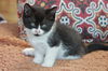 Ying Yang the Well Behaved Kitten