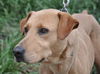 Eli the Lab/Boxer