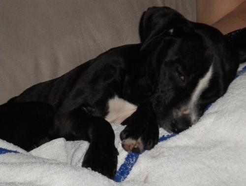 Pepper the Shipyard Bulldog Mix Puppy
