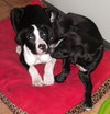 Pepper the Shipyard Bulldog Mix Puppy