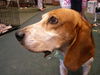 Baconator the Shipyard Beagle