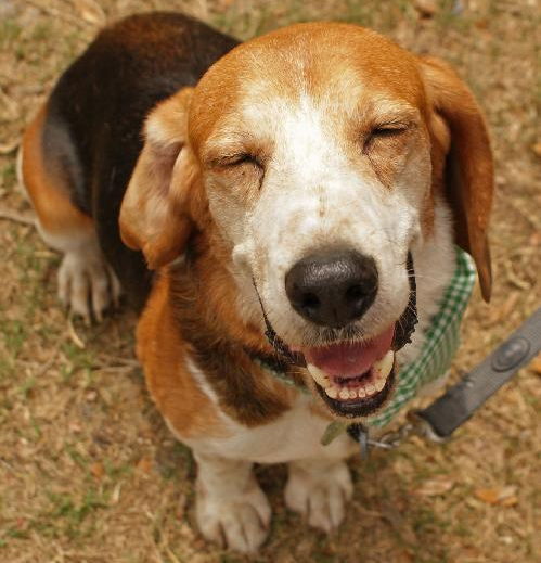 Baconator the Shipyard Beagle