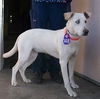 Marley the Golden-Tipped Lab/Catahoula