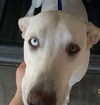 Marley the Golden-Tipped Lab/Catahoula