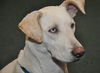 Marley the Golden-Tipped Lab/Catahoula