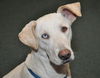 Marley the Golden-Tipped Lab/Catahoula
