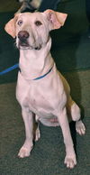 Marley the Golden-Tipped Lab/Catahoula