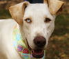 Marley the Golden-Tipped Lab/Catahoula