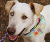 Marley the Golden-Tipped Lab/Catahoula