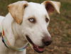 Marley the Golden-Tipped Lab/Catahoula