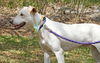 Marley the Golden-Tipped Lab/Catahoula
