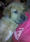 Rye the Shipyard Puppy