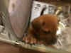 Rye the Shipyard Puppy