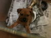 Rye the Shipyard Puppy