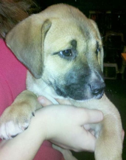 Pastrami the Shipyard Puppy