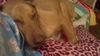 Buck the Gentle Vizla Mix