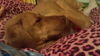Buck the Gentle Vizla Mix