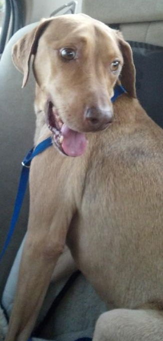 Buck the Gentle Vizla Mix