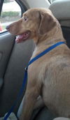 Buck the Gentle Vizla Mix