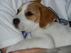 Jackie the Jack Russell