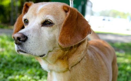 Dusty the Beagle mix
