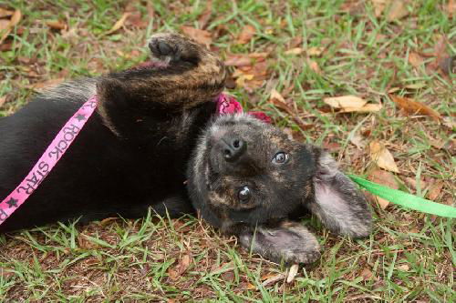 Fanny the Shipyard Lab Mix Puppy