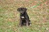 Fanny the Shipyard Lab Mix Puppy