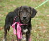 Fanny the Shipyard Lab Mix Puppy