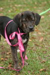 Fanny the Shipyard Lab Mix Puppy