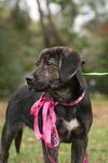 Fanny the Shipyard Lab Mix Puppy