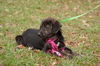Fanny the Shipyard Lab Mix Puppy