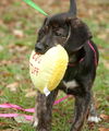 Fanny the Shipyard Lab Mix Puppy