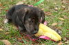 Fanny the Shipyard Lab Mix Puppy