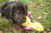 Fanny the Shipyard Lab Mix Puppy
