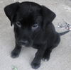 Pink the Shipyard Lab Mix Puppy