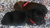 Pink the Shipyard Lab Mix Puppy