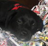 Pink the Shipyard Lab Mix Puppy