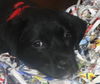 Pink the Shipyard Lab Mix Puppy