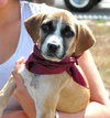 Apple the Shipyard Shepherd Puppy