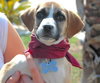 Apple the Shipyard Shepherd Puppy