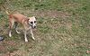 Apple the Shipyard Shepherd Puppy