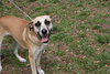 Apple the Shipyard Shepherd Puppy