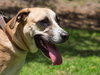 Apple the Shipyard Shepherd Puppy