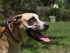 Apple the Shipyard Shepherd Puppy