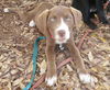 Peanut Butter the Happy Hound